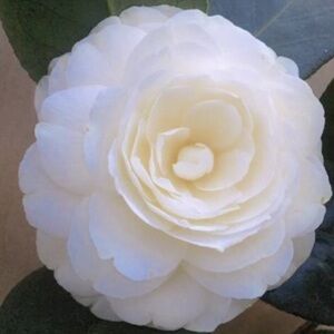 Meet your Posher, Habby